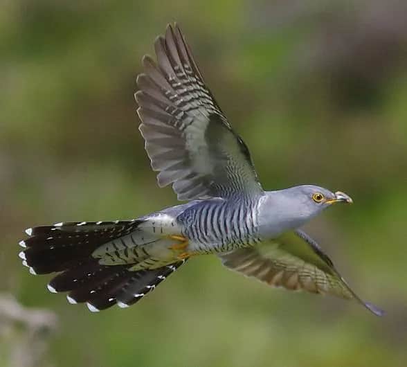 Kukułka czy kukółka? Poprawna pisownia i zasada "ułka".